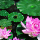 Schwimmende künstliche Simulation Seerose für Hausgarten Teiche Dekoration
