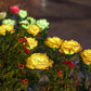 🌹🕯️ Gedenk-Solar-Rosenlichter | Warmes Licht zur Erinnerung an Ihre Liebsten 💛